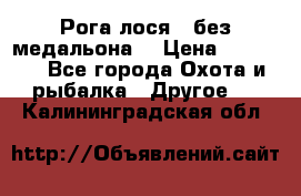 Рога лося , без медальона. › Цена ­ 15 000 - Все города Охота и рыбалка » Другое   . Калининградская обл.